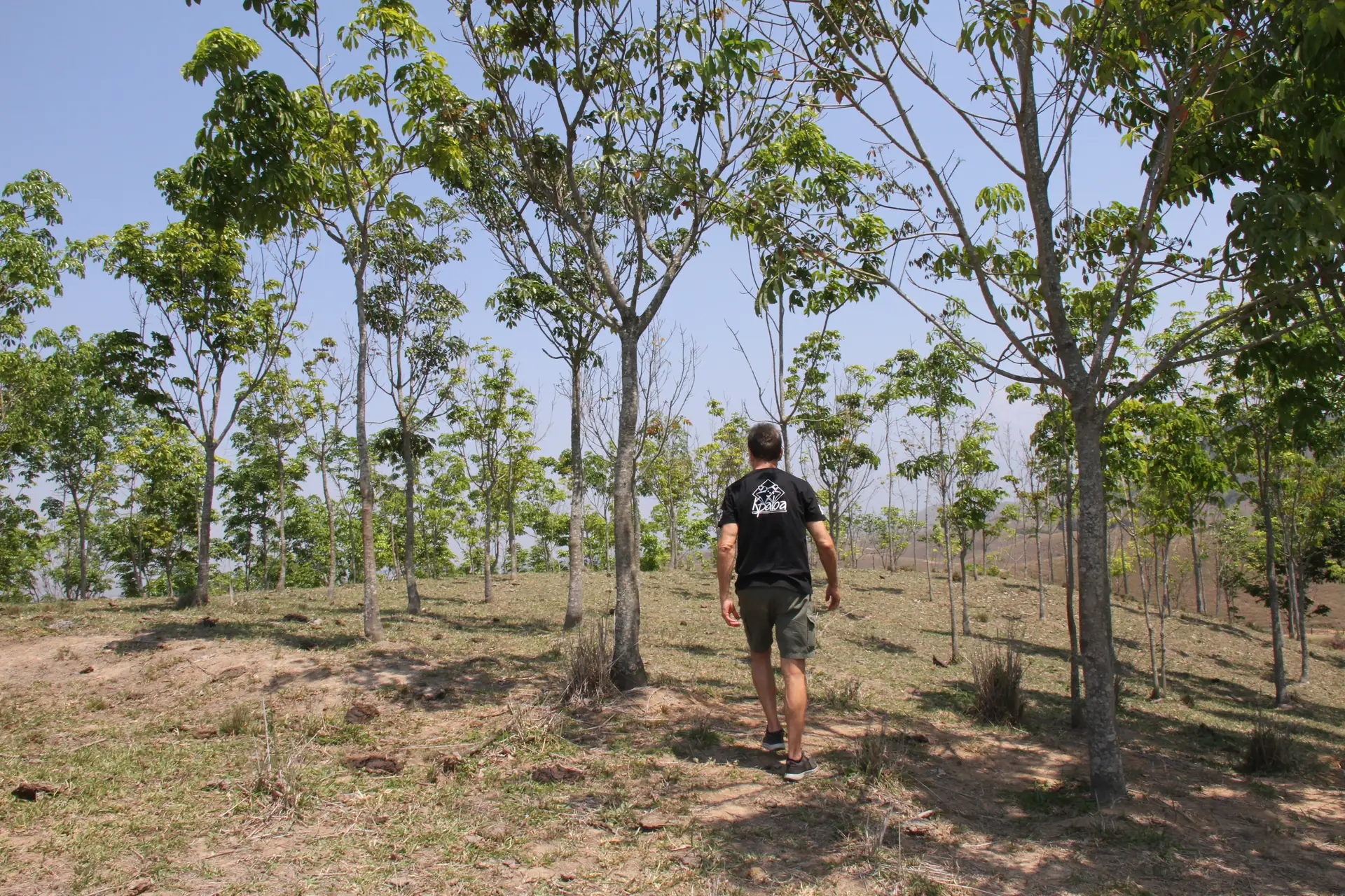 Caminhada entre seringueiras jovens no plantio apoiado pela Kpaloa
